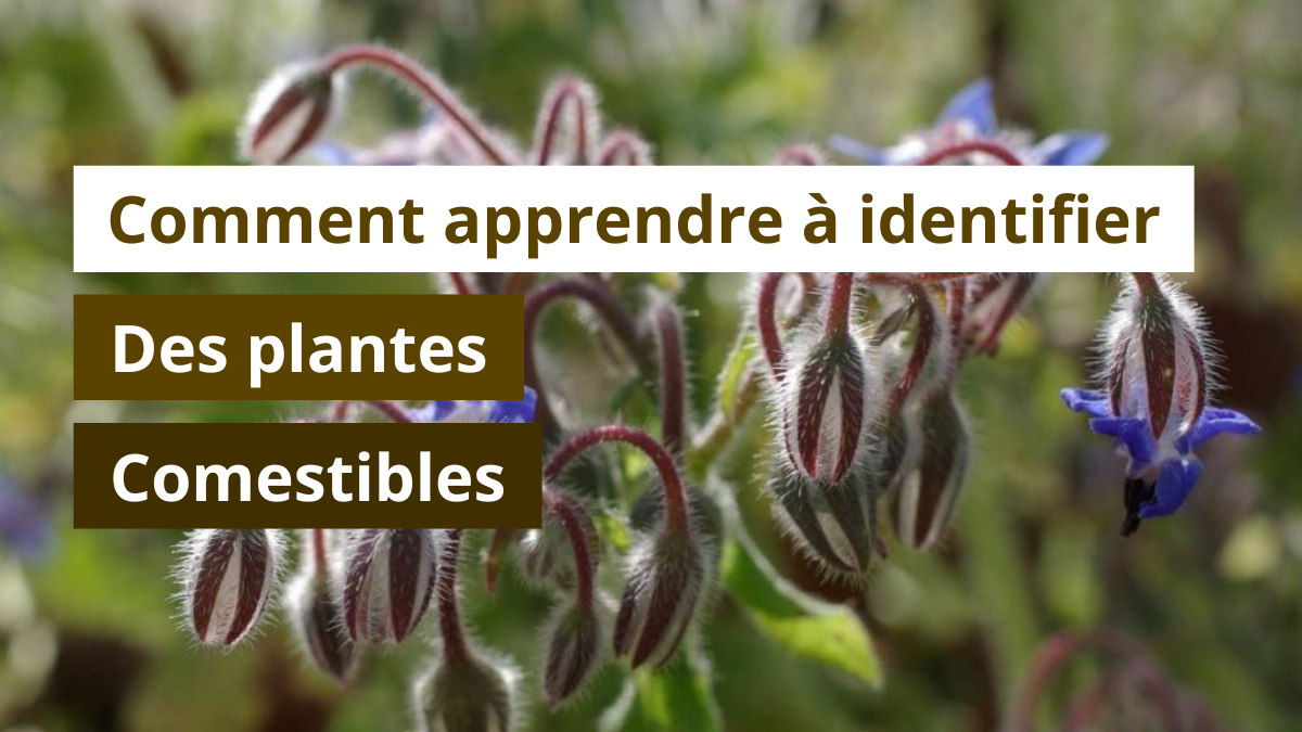 Comment apprendre à identifier des plantes comestibles