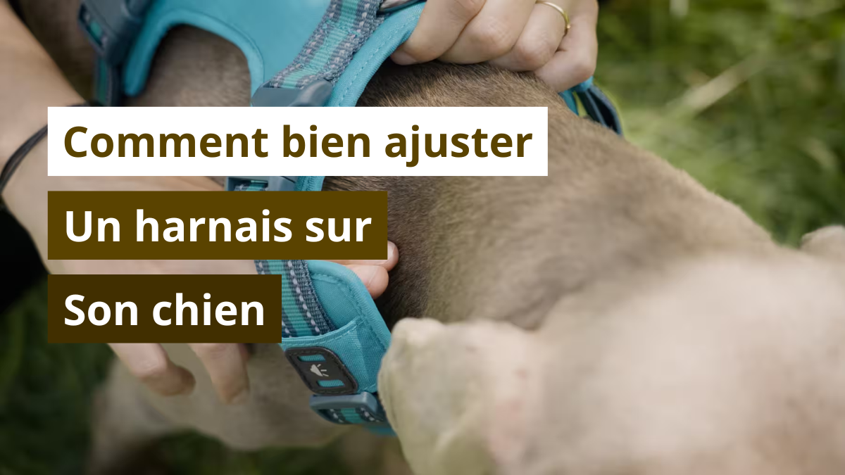 Comment s’assurer que le harnais de chien est bien ajusté