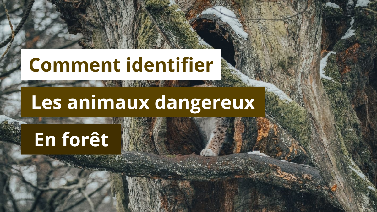 Comment identifier les animaux dangereux en forêt ?