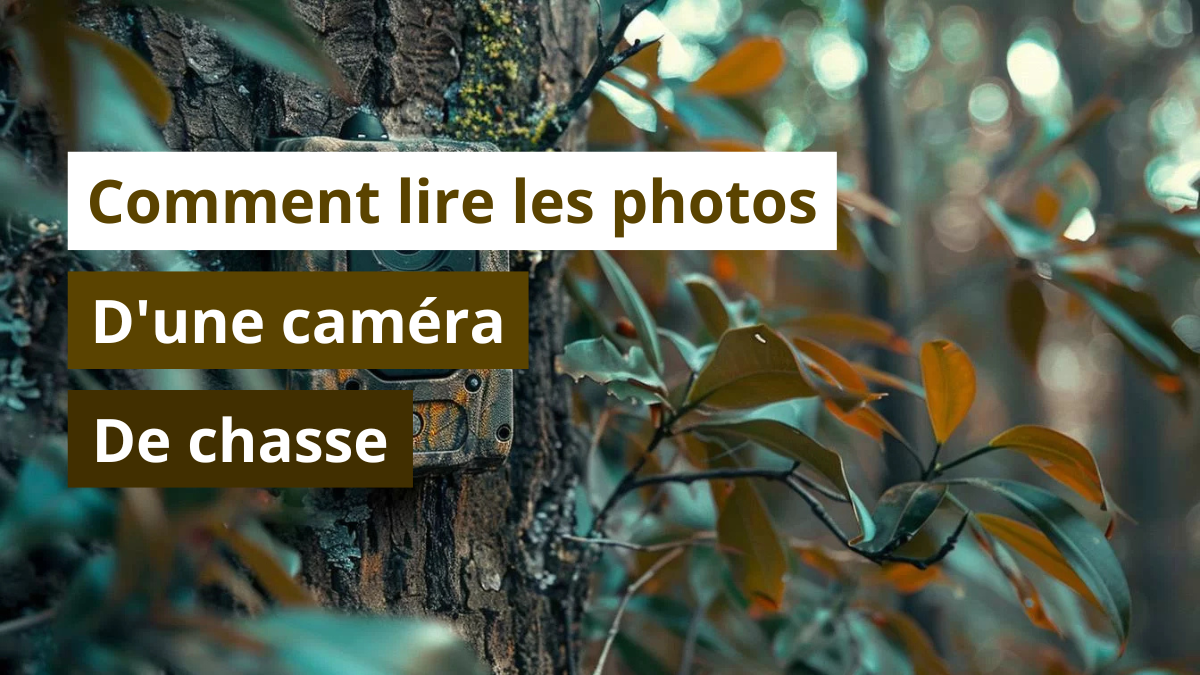 Comment lire les photos d'une caméra de chasse
