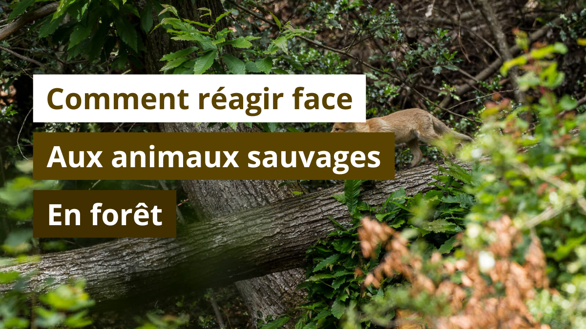 Comment réagir face aux animaux sauvages en forêt