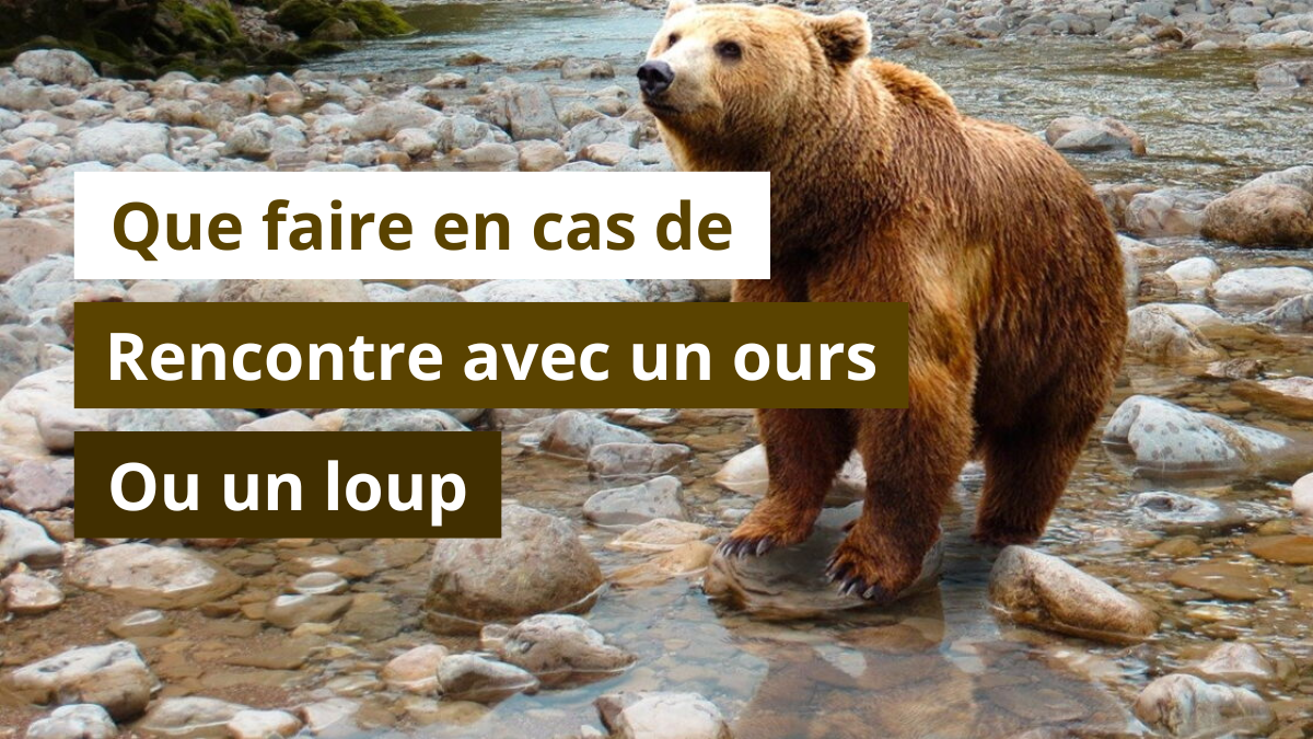 Que faire en cas de rencontre avec un ours ou un loup ?