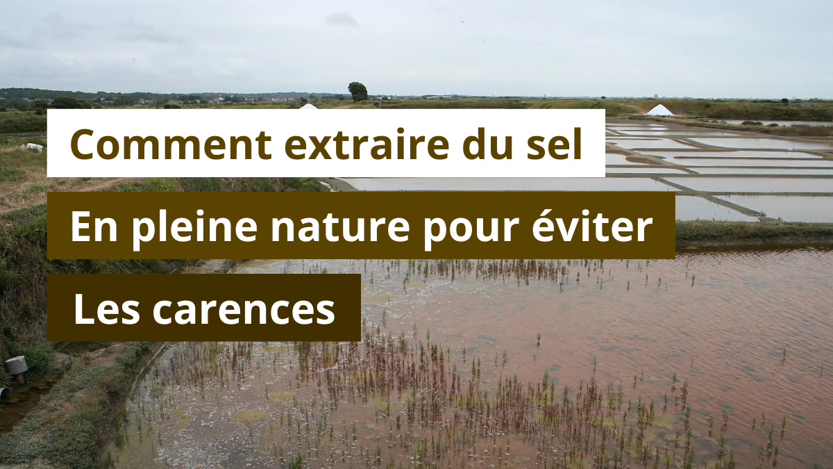 Comment extraire du sel en pleine nature pour éviter les carences ?