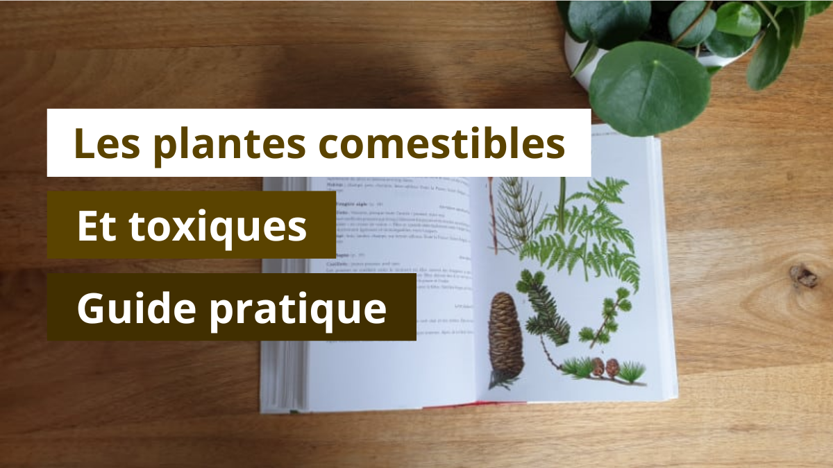 Les plantes comestibles et toxiques : guide pratique