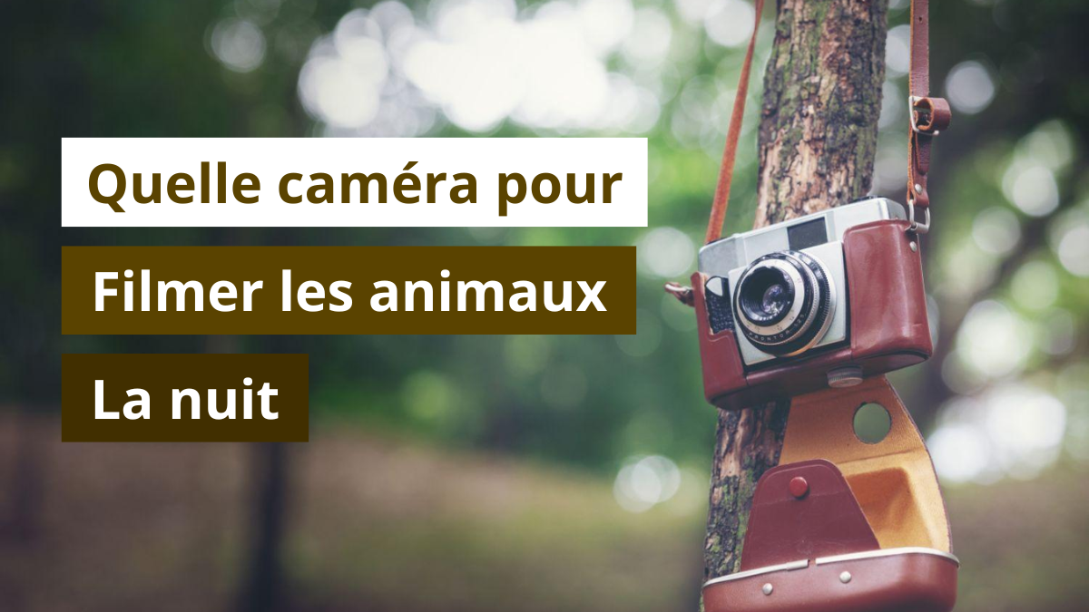 Quelle caméra pour filmer les animaux la nuit