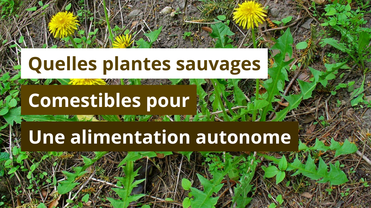 Quelles plantes sauvages comestibles pour une alimentation autonome