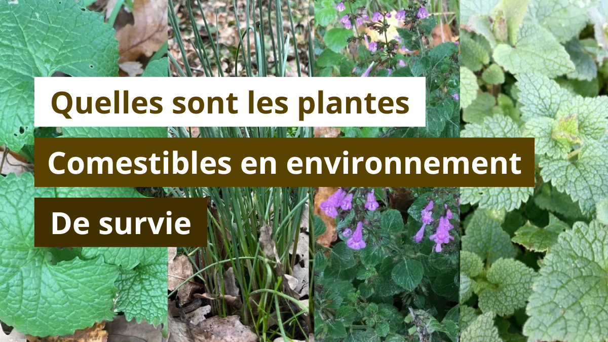 Quelles sont les plantes comestibles en environnement de survie