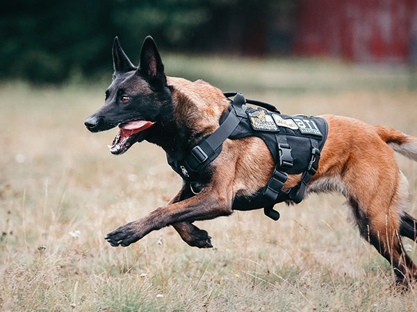Harnais Chien Tactique