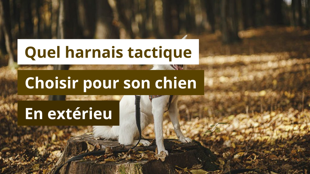 Quel harnais tactique choisir pour son chien en extérieur