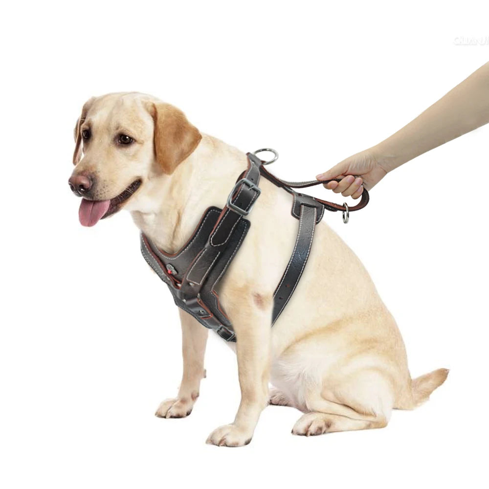 harnais en cuir pour labrador avec poignée