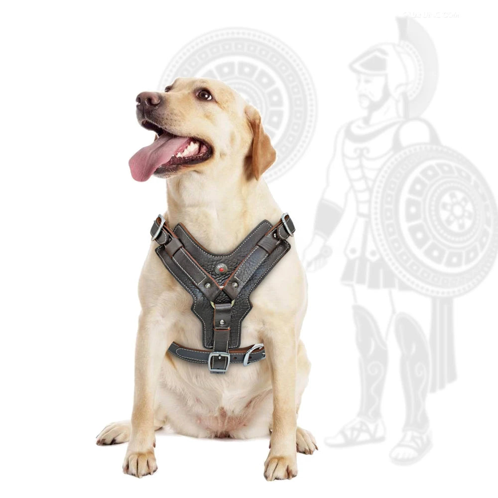 harnais de contrôle en cuir pour grand chien
