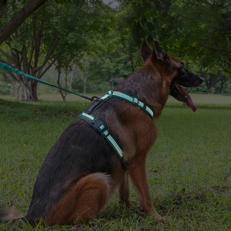 harnais design H pour chien ajustable