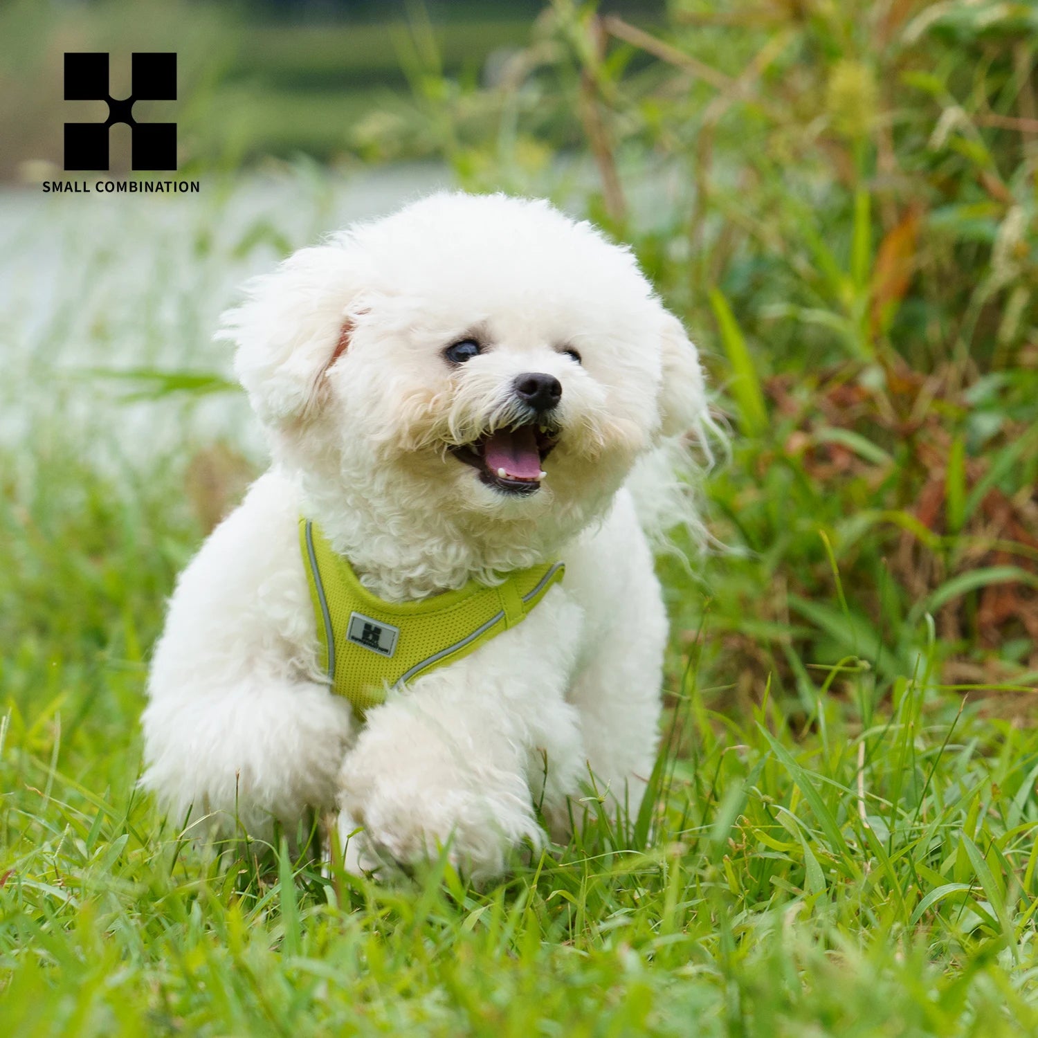 harnais et laisse pour chiens actifs