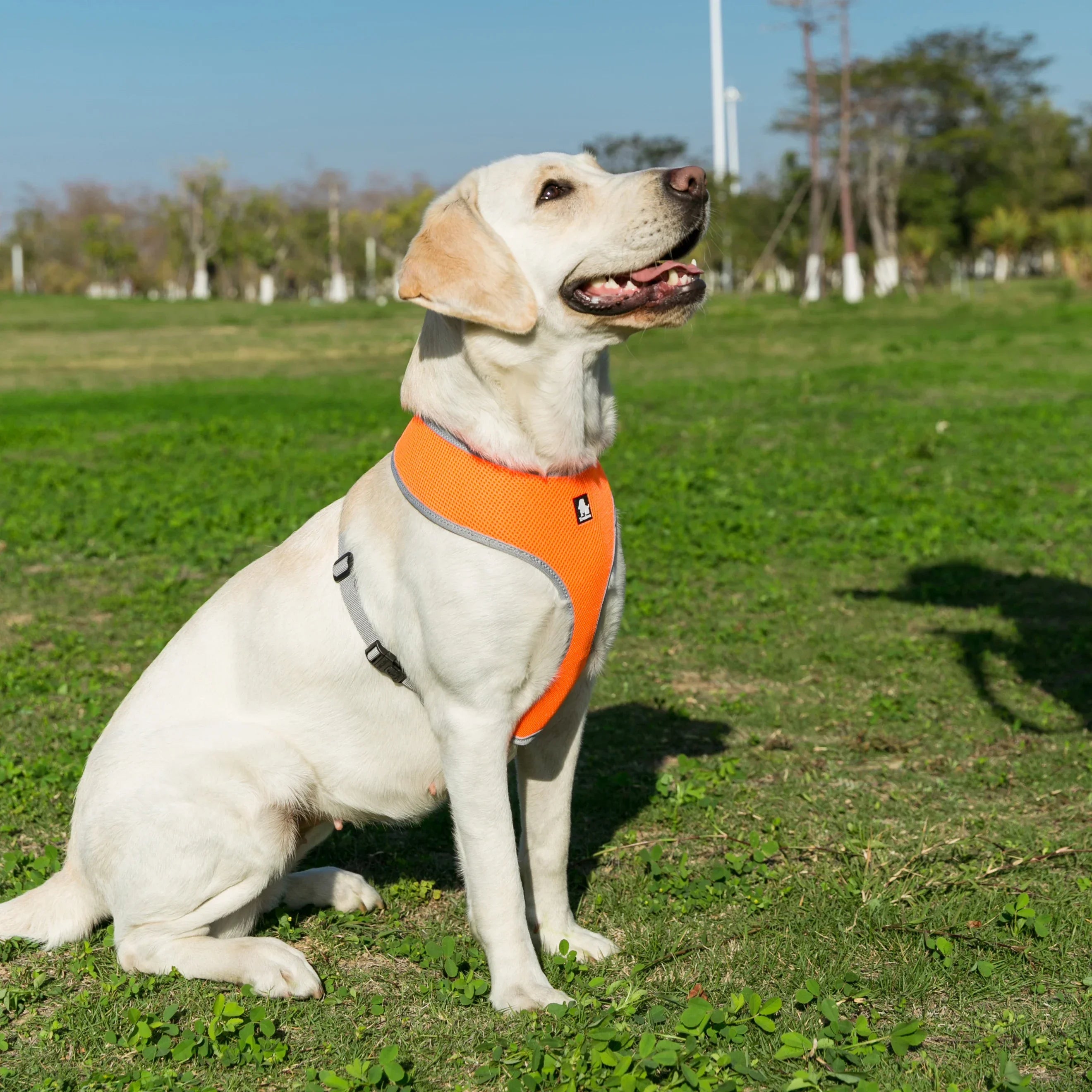 harnais pour chiens moyens avec design respirant