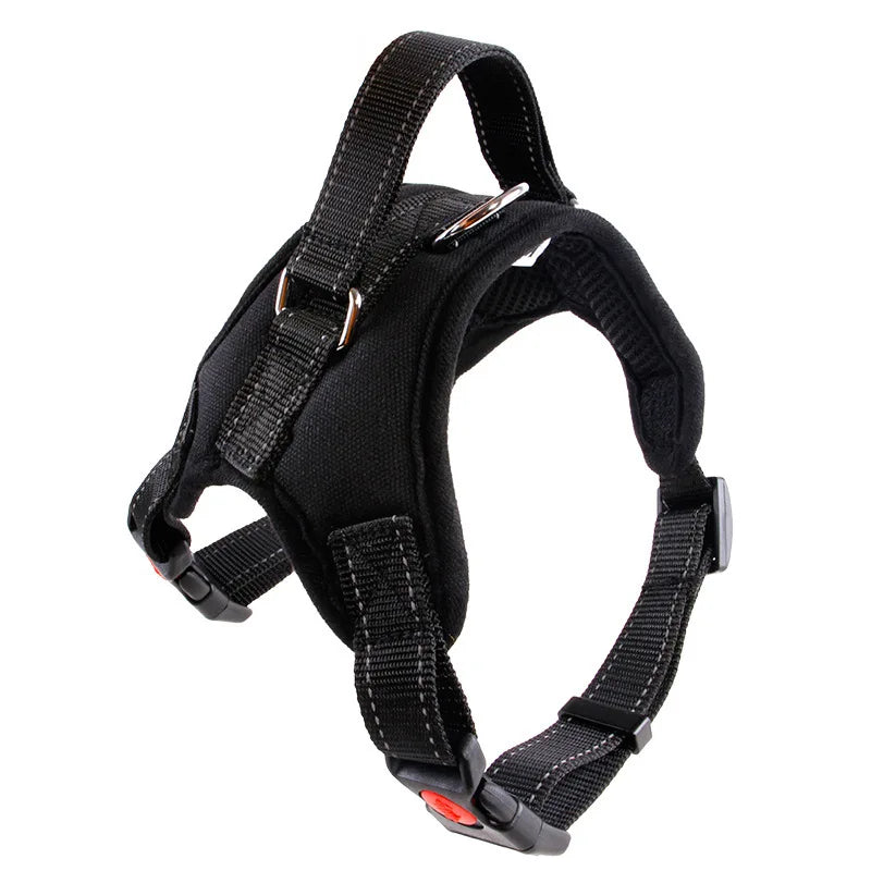 accessoire pour chien adapté aux Golden Retriever