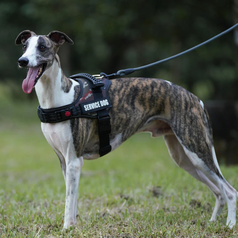 harnais ajustable pour chien